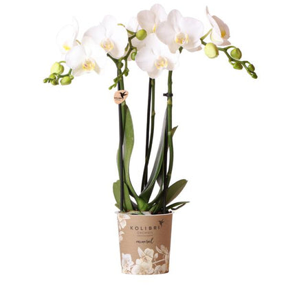 Witte Phalaenopsis orchidee - Amabilis