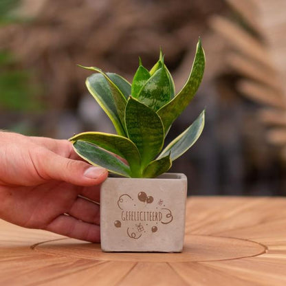 Congreet plantpots + Sansevieria | Gefeliciteerd