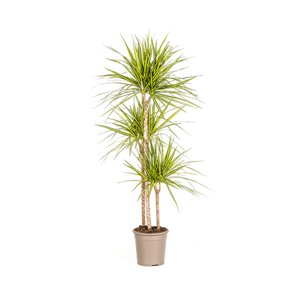 Dracaena Marginata Sunray Ø24cm - ↕130 - 150cm