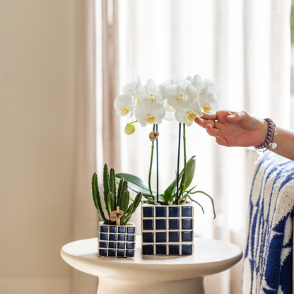 Witte Phalaenopsis orchidee - Amabilis