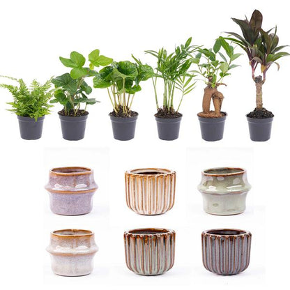 Mini planten set 6 - Inclusief pot set Barcelona (kopie)
