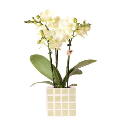 Gele phalaenopsis orchidee Mexico + Mosa sierpot groen