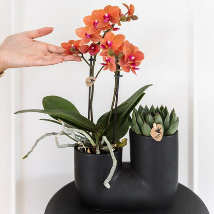 Set van oranje orchidee Bolzano en succulent in Tube sierpot black