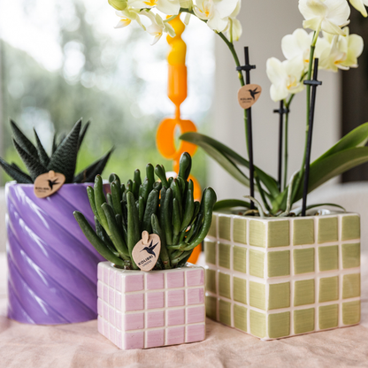 Gele phalaenopsis orchidee Mexico + Mosa sierpot groen