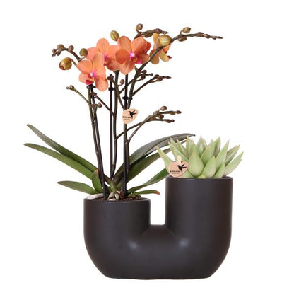 Set van oranje orchidee Bolzano en succulent in Tube sierpot black