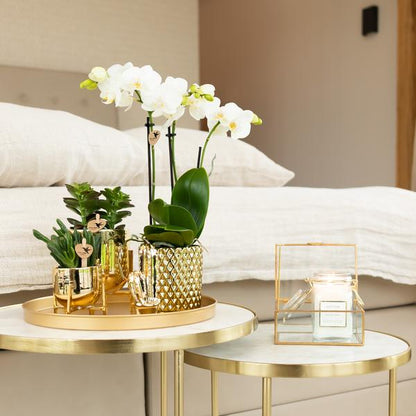 Witte Phalaenopsis orchidee - Amabilis