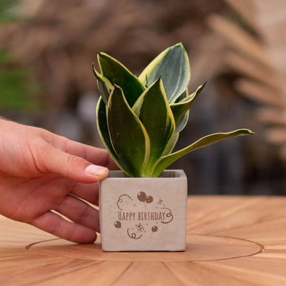 Congreet plantpots + Sansevieria | Happy birthday