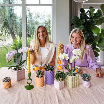 Gele phalaenopsis orchidee Mexico + Mosa sierpot groen