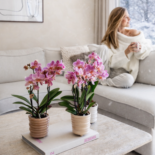 Roze orchidee - Switzerland